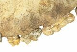 Fossil Upper Cave Bear (Ursus Spelaeus) Skull With Stand #227516-15